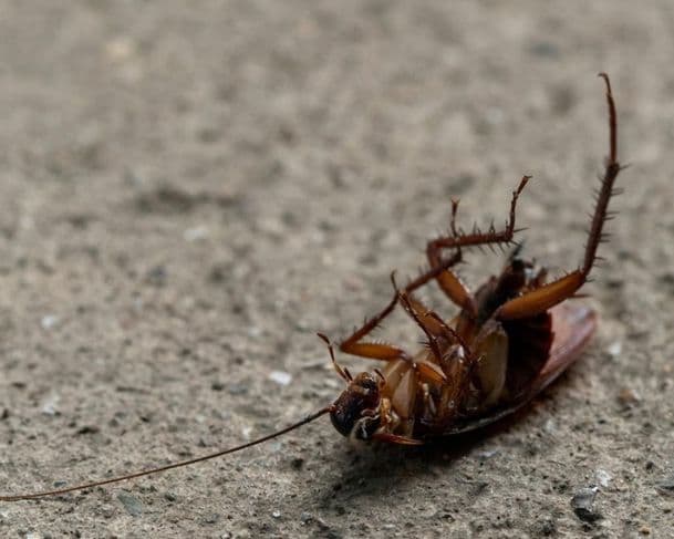 Anatomia, inseticida e ambiente: o que faz baratas morrerem viradas