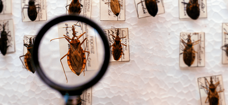 Diagnóstico precoce evita sequelas da doença de Chagas em bebês, alerta infectologista