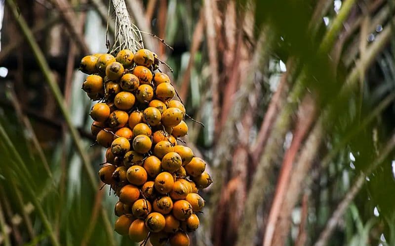 Pesquisa aponta que frutos da Amazônia podem ajudar a frear diabetes e obesidade