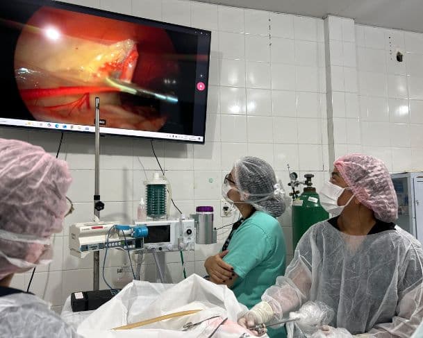 Nova tecnologia permite operar cães e gatos com menos dor e mais precisão