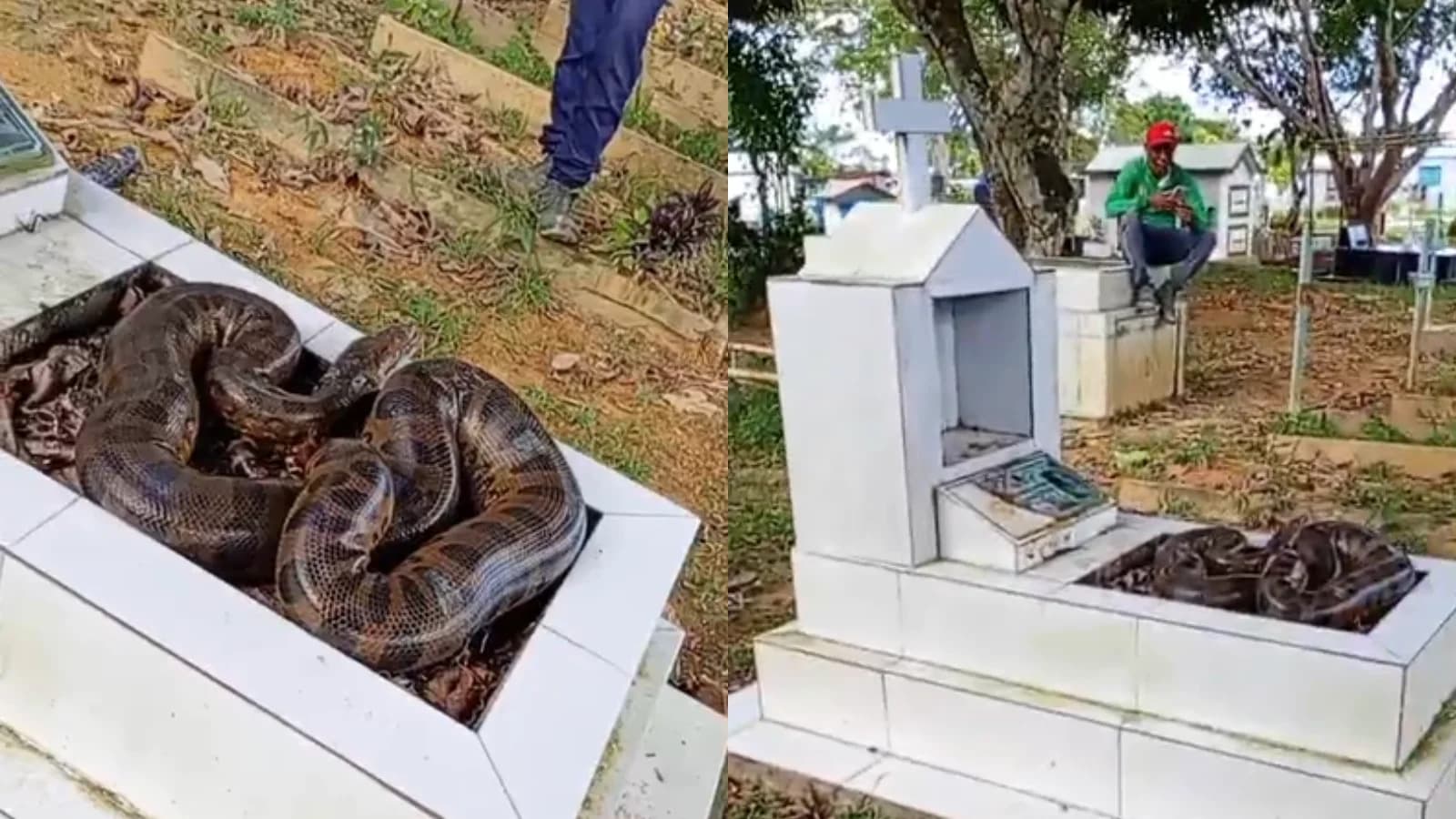 “Visita” inesperada: cobra aparece sobre túmulo em cemitério de Manaus