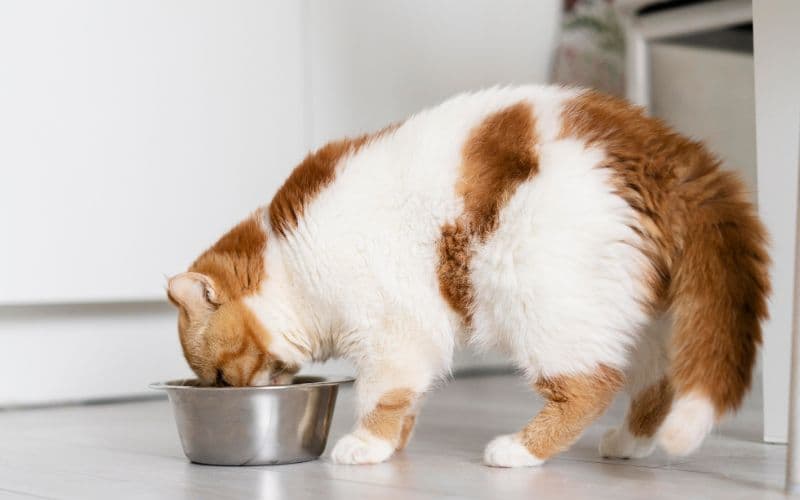 Remédio para emagrecer pode chegar aos pets com sobrepeso
