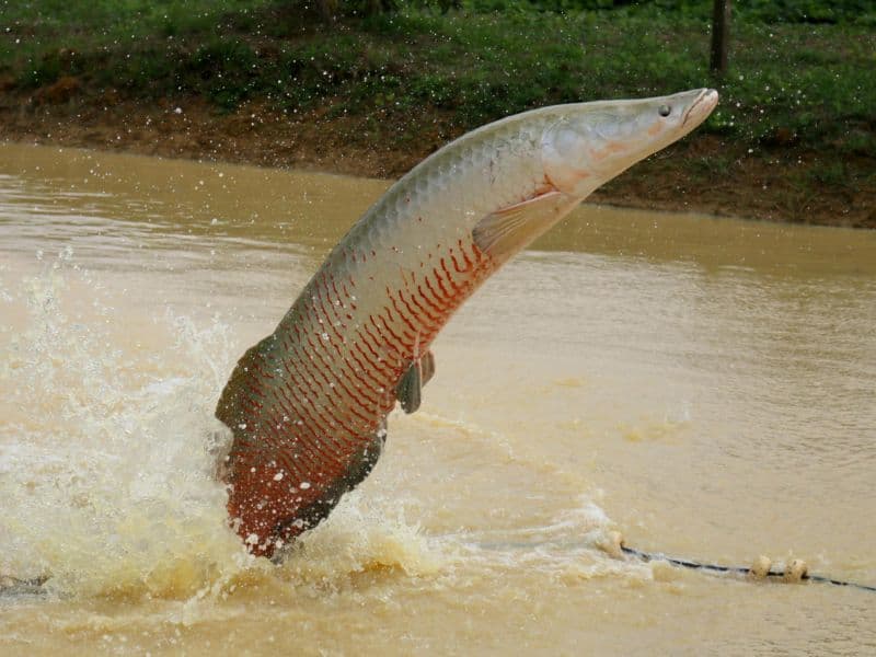 Quem conserva o pirarucu no Amazonas pode receber por serviços ambientais