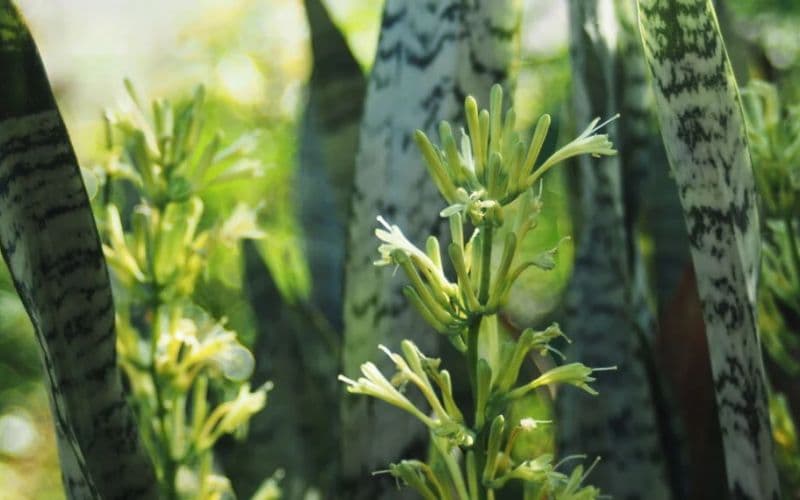 Saiba quais plantas ajudam a refrescar a casa no calor do Amazonas