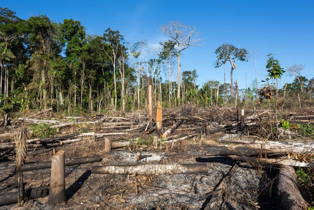 STF determina medidas ao governo Lula para combater desmatamento na Amazônia