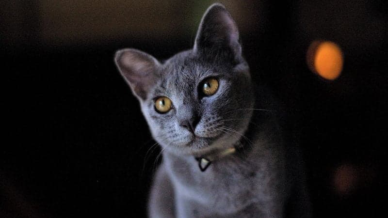 Gatos russos são banidos de competições internacionais
