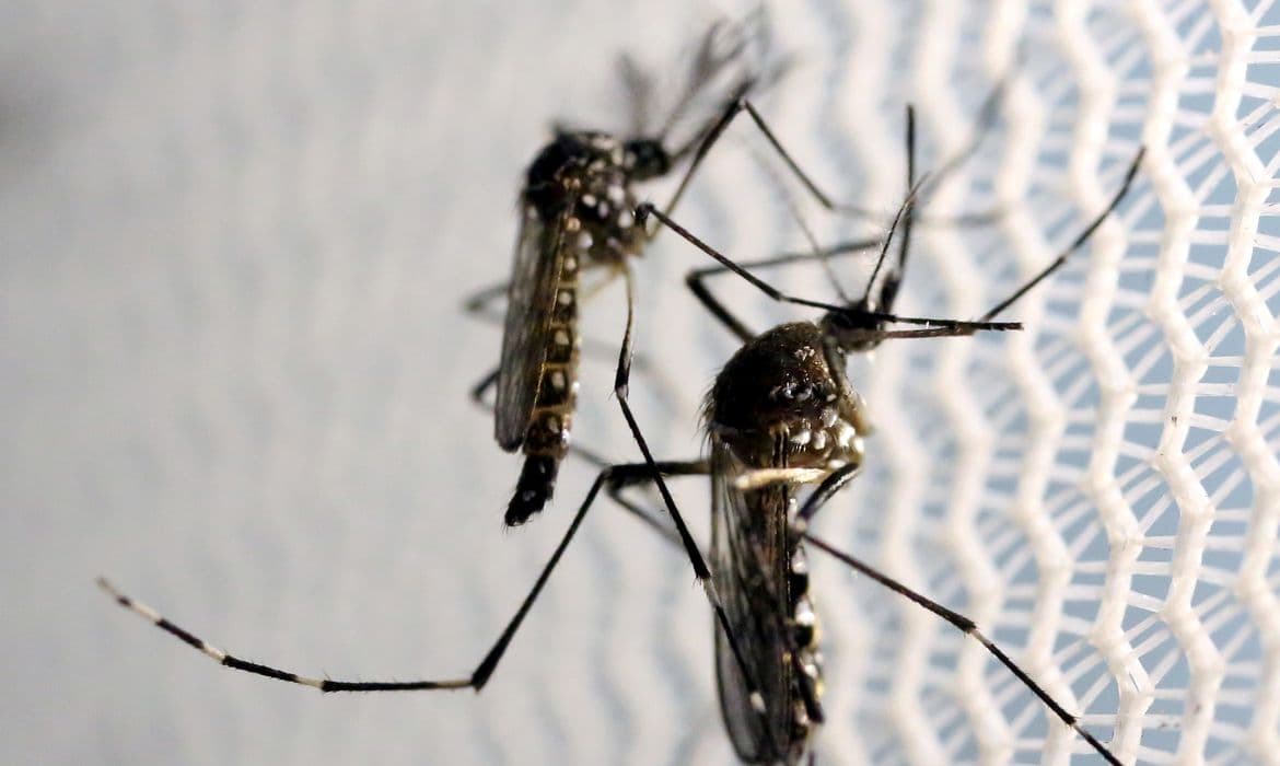 Mosquito da dengue é mais atraído por algumas pessoas do que outras? Infectologista responde