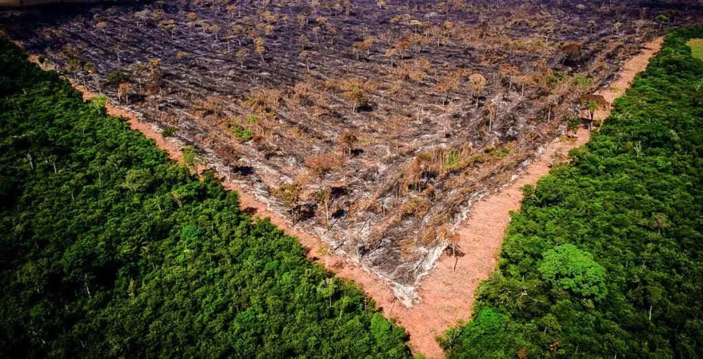 Estudo liga desemprego a desmatamento na Amazônia