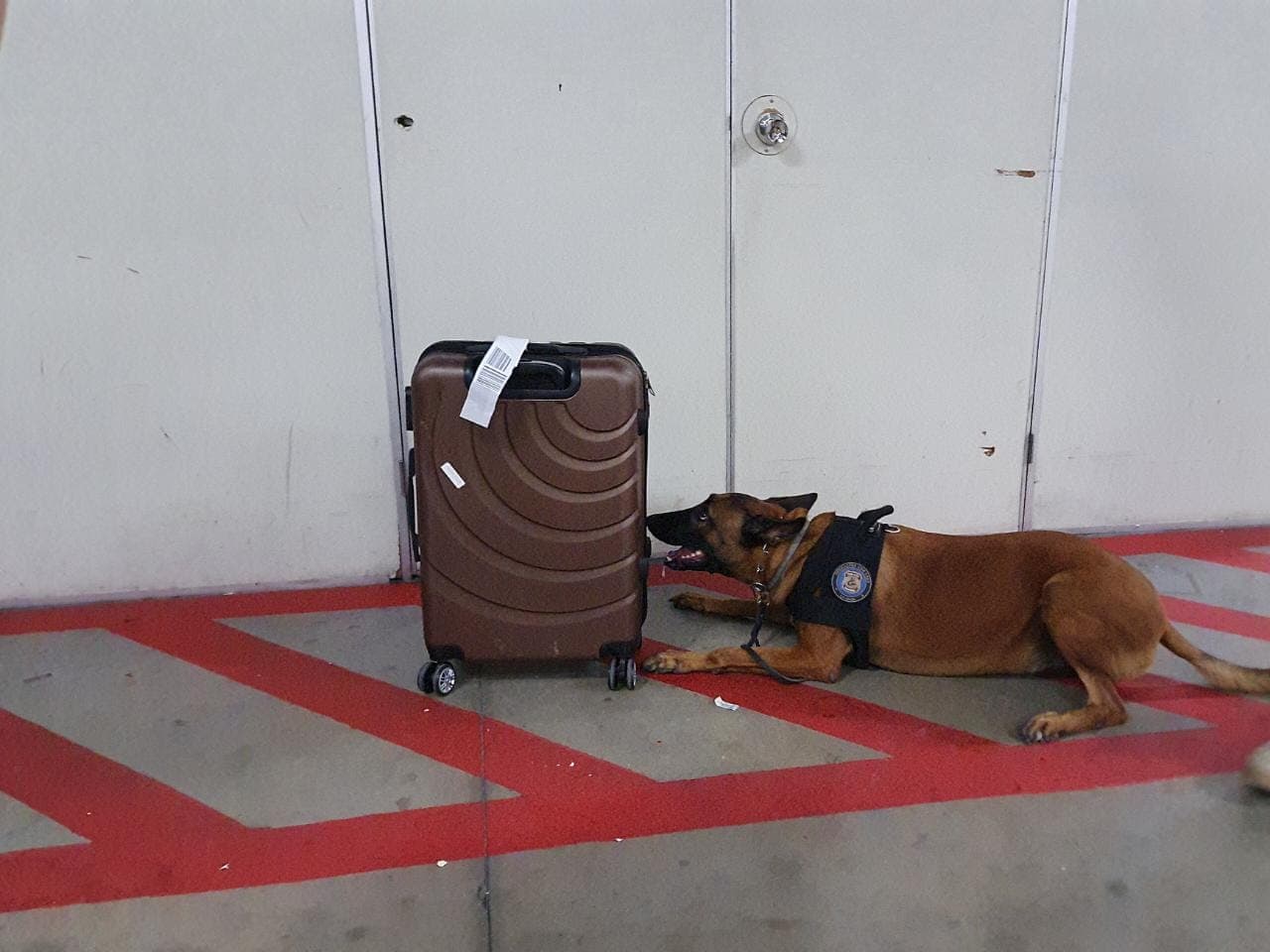 PF-AM apreende 5 kg de maconha no Aeroporto Eduardo Gomes