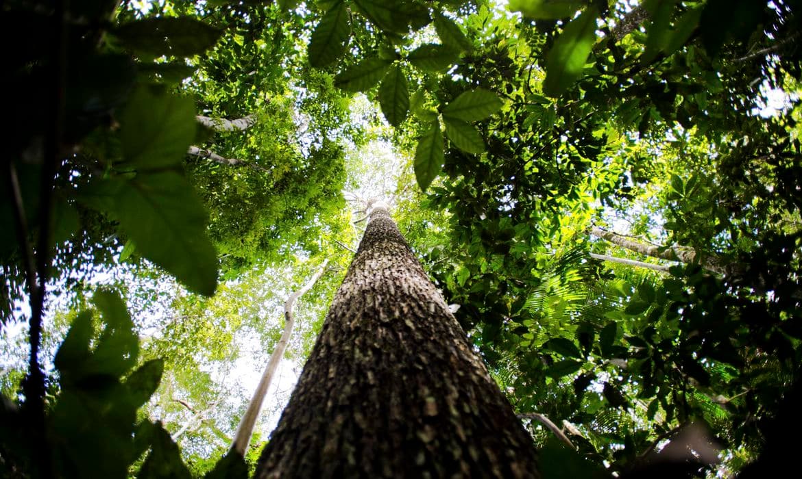 Plano de controle de desmatamento na Amazônia recebe contribuições