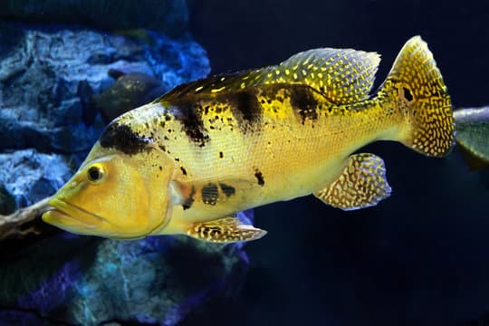 PL que torna tucunaré símbolo da pesca esportiva vai à sanção em Manaus