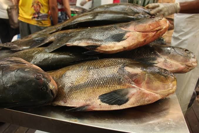 Fim de estoque: Feira do Tambaqui não acontecerá neste domingo em Manaus