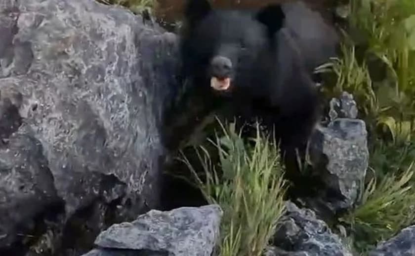 No Japão, mestre em caratê é atacado por urso durante trilha e espanta animal com golpe