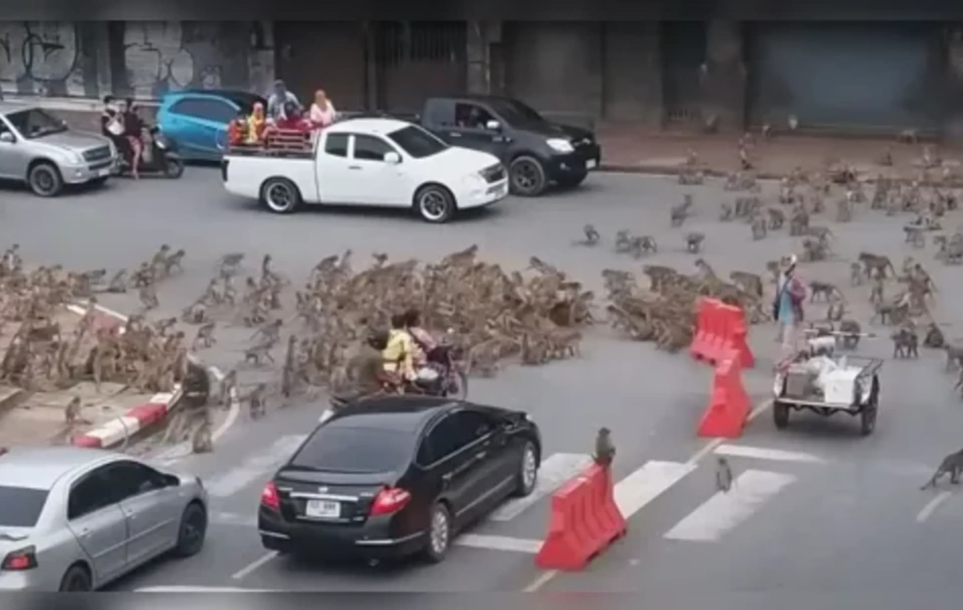 “Gangues de macacos” tomam as ruas na Tailândia para confronto