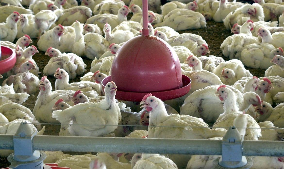 Gripe aviária é confirmada em aves domésticas de subsistência em Cuiabá