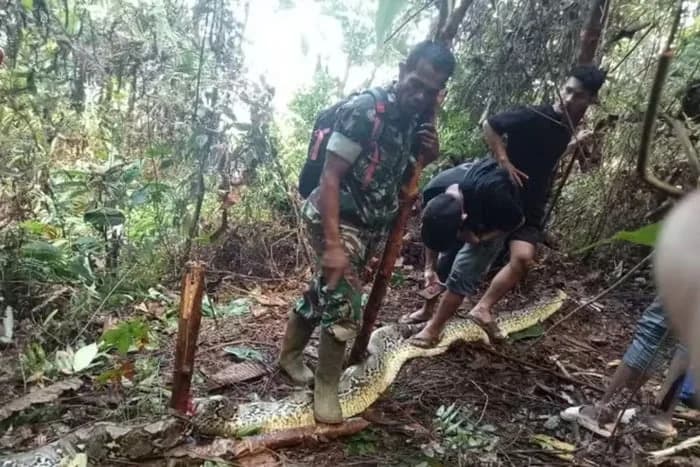 VÍDEO: Cobra píton gigante engole mulher na Indonésia; é o 2º caso em um mês