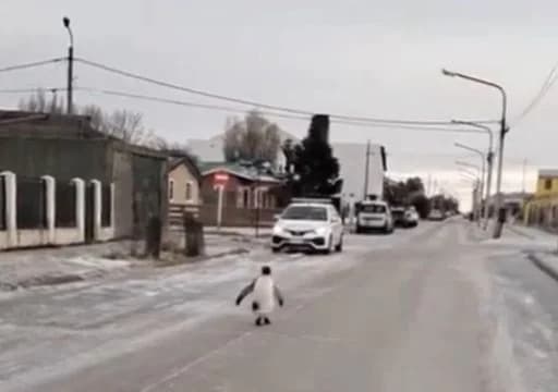 VÍDEO: Na Argentina, pinguim é filmado atravessando rua de cidade, durante onda de frio