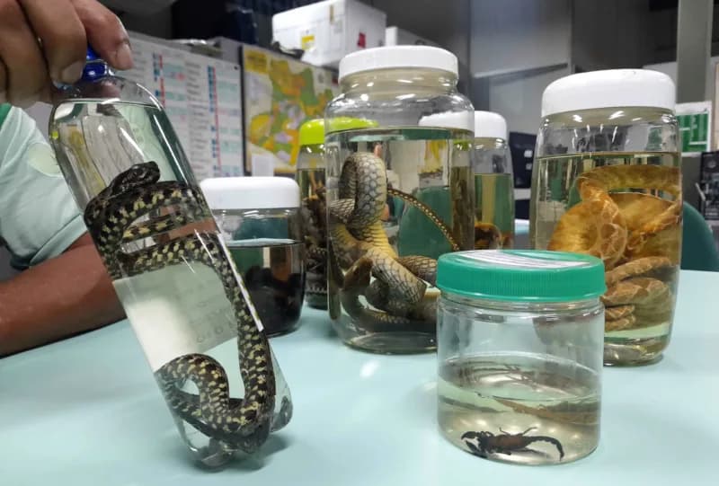 Amazonas registra mais de 2,3 mil acidentes com animais peçonhentos; saiba onde buscar atendimento