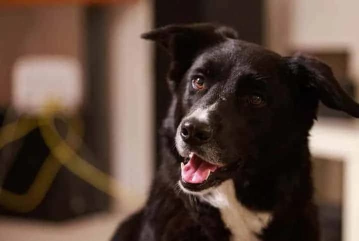 EUA: Medicamento que promete prolongar vida de cachorros ganha aprovação preliminar