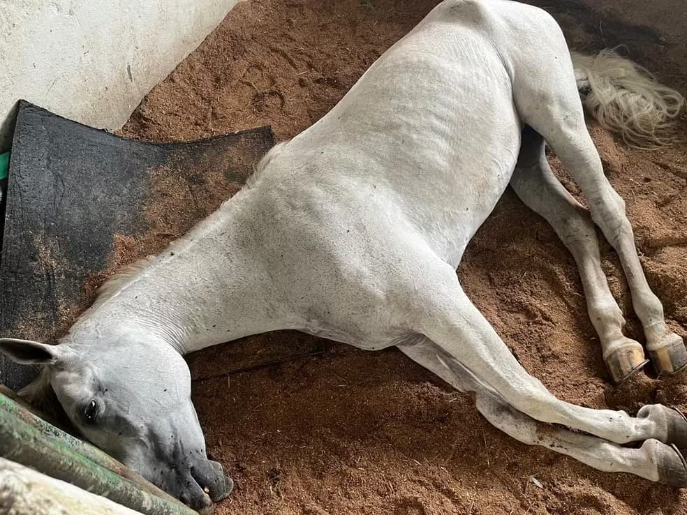 Cavalos encontrados mortos no AM comeram feno contaminado por botulismo, diz Adaf