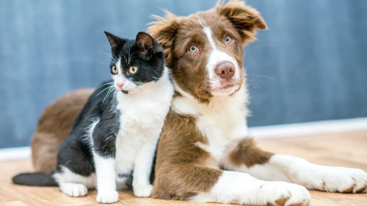 Pets idosos: quando cães e gatos entram na terceira idade?