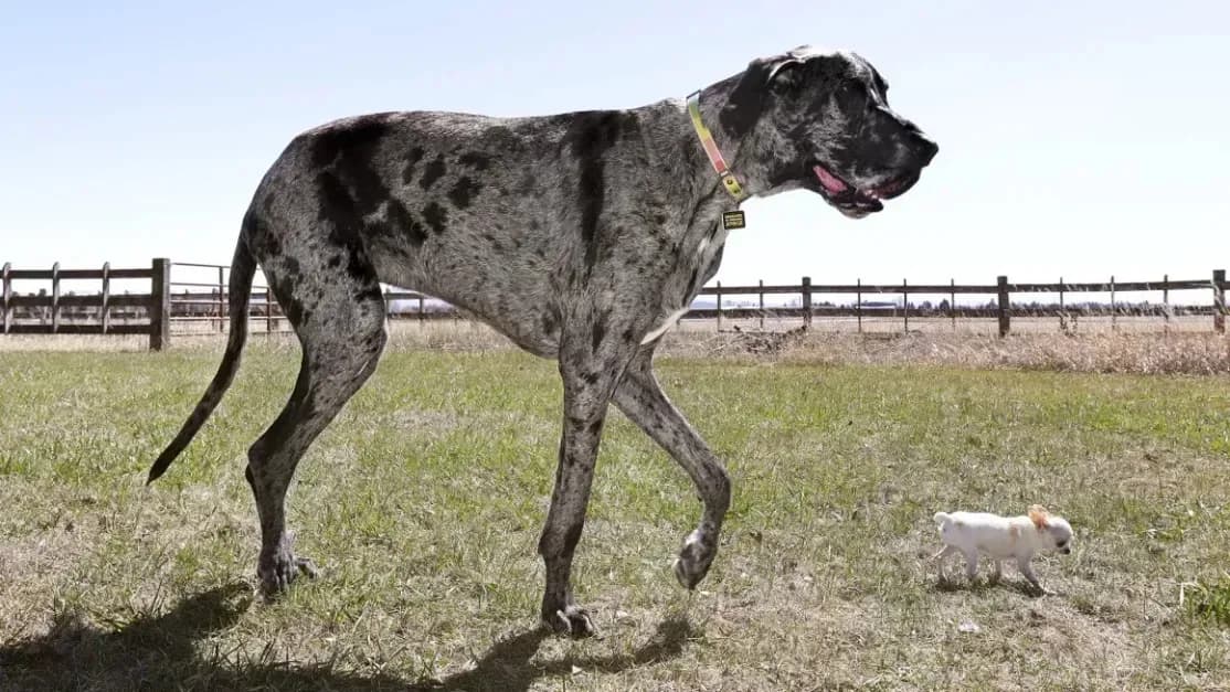 Guinness promove encontro do maior cachorro do mundo e o menor cãozinho vivo, nos EUA