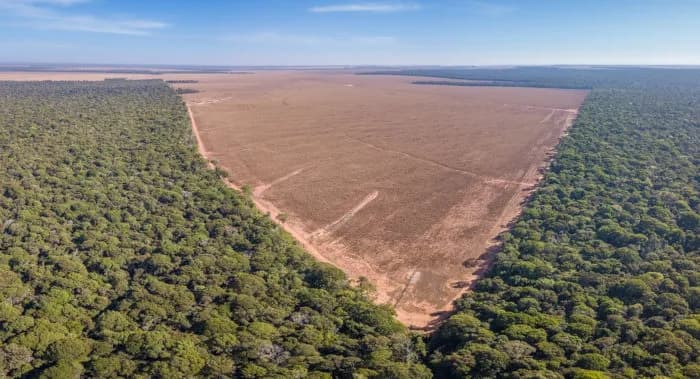 Desmatamento no Amazonas cai 16,93% entre 2024 e 2025, atesta o INPE