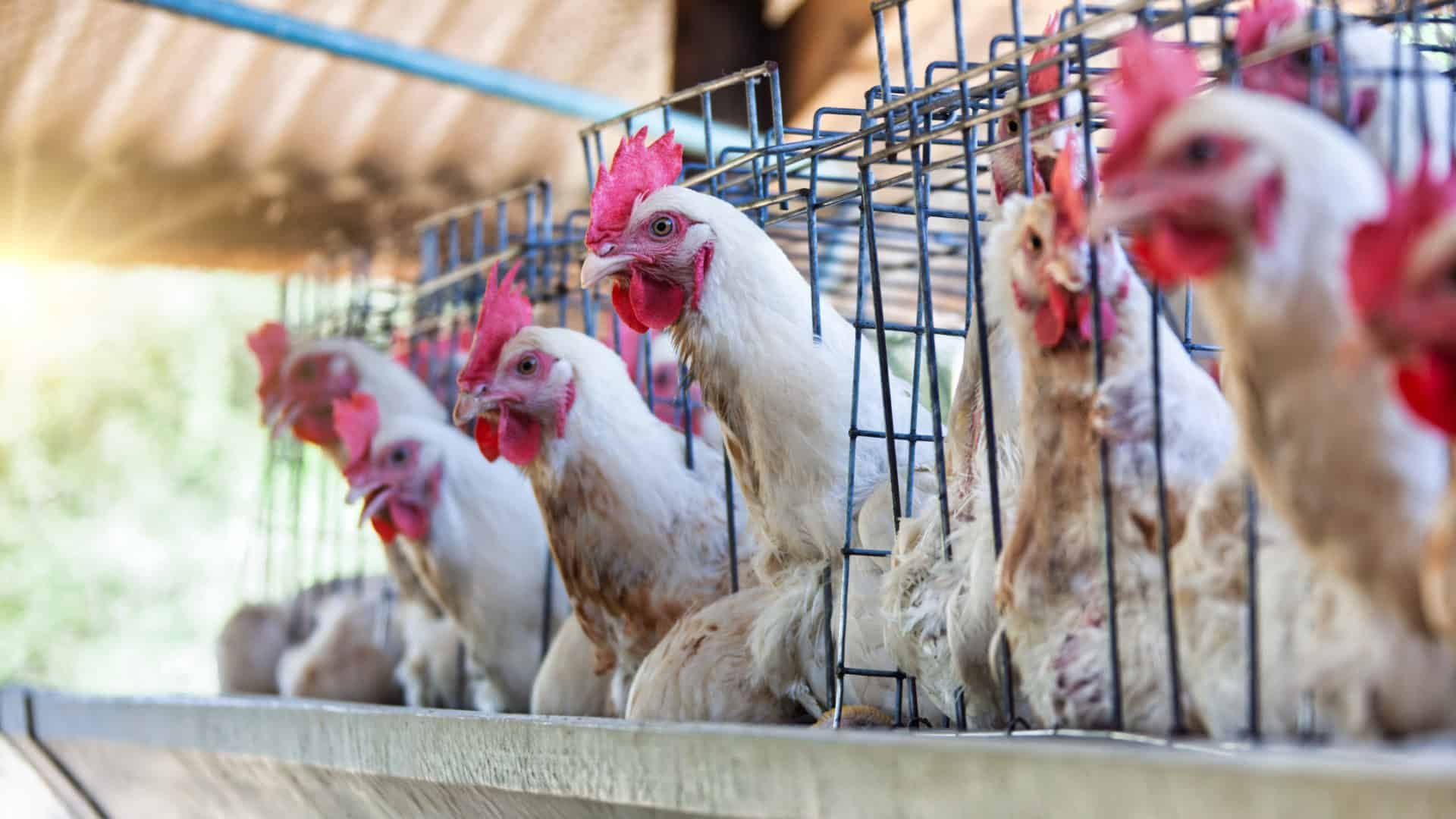 Brasil retoma status de país livre da gripe aviária após conter foco da doença no RS