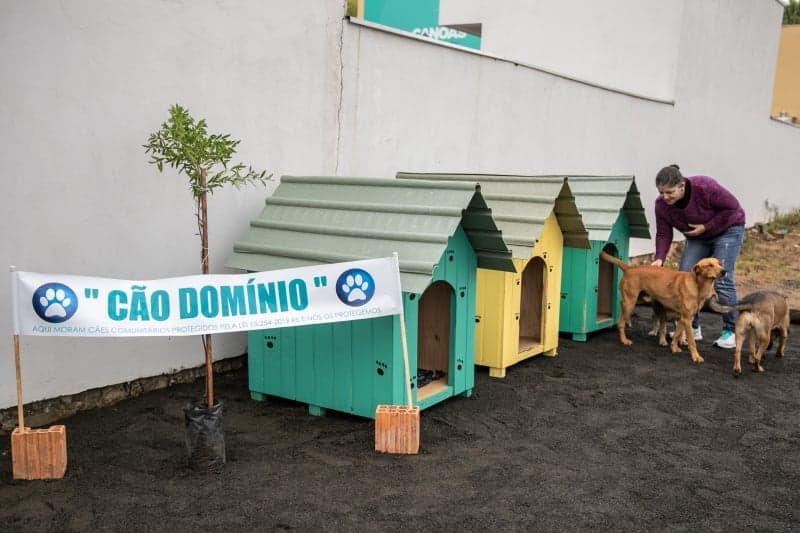 Animais de rua podem ter abrigos e alimentação garantidos em praças e prédios de Manaus