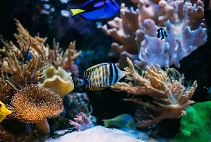 Criação de peixes: saiba como montar um aquário saudável e garantir o bem-estar dos animais
