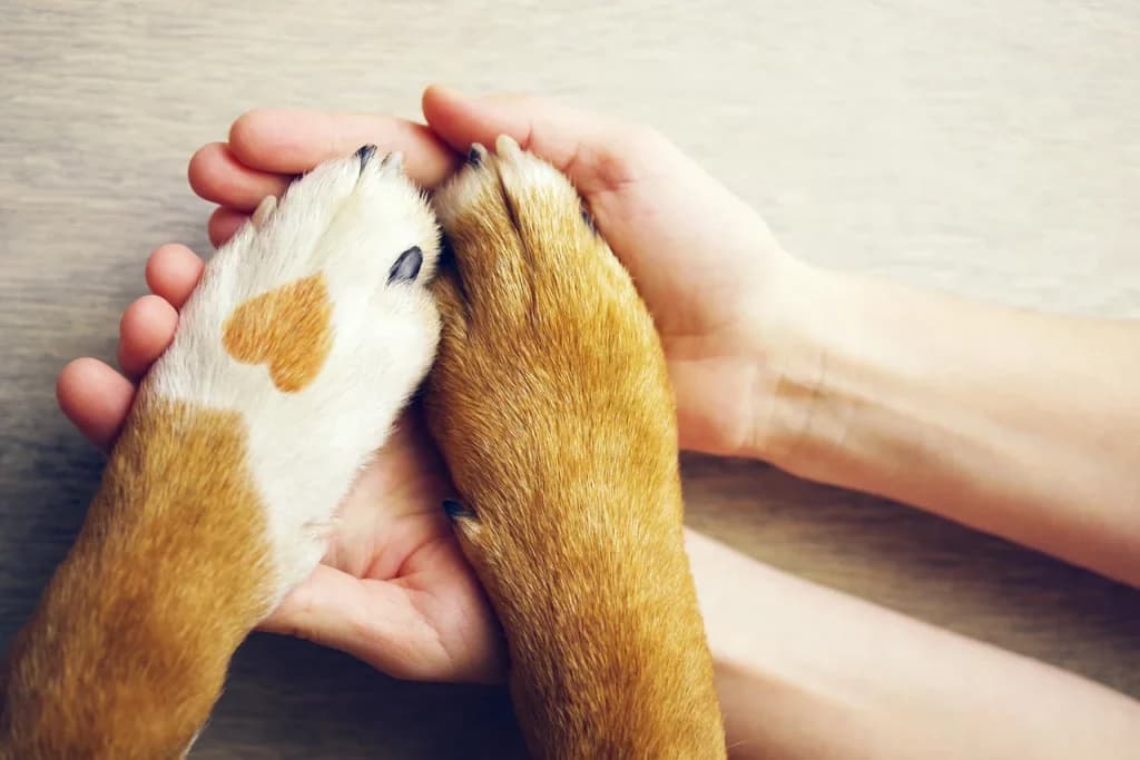 Senado dá primeiro passo para criar Estatuto dos Cães e Gatos e ampliar proteção a animais no Brasil