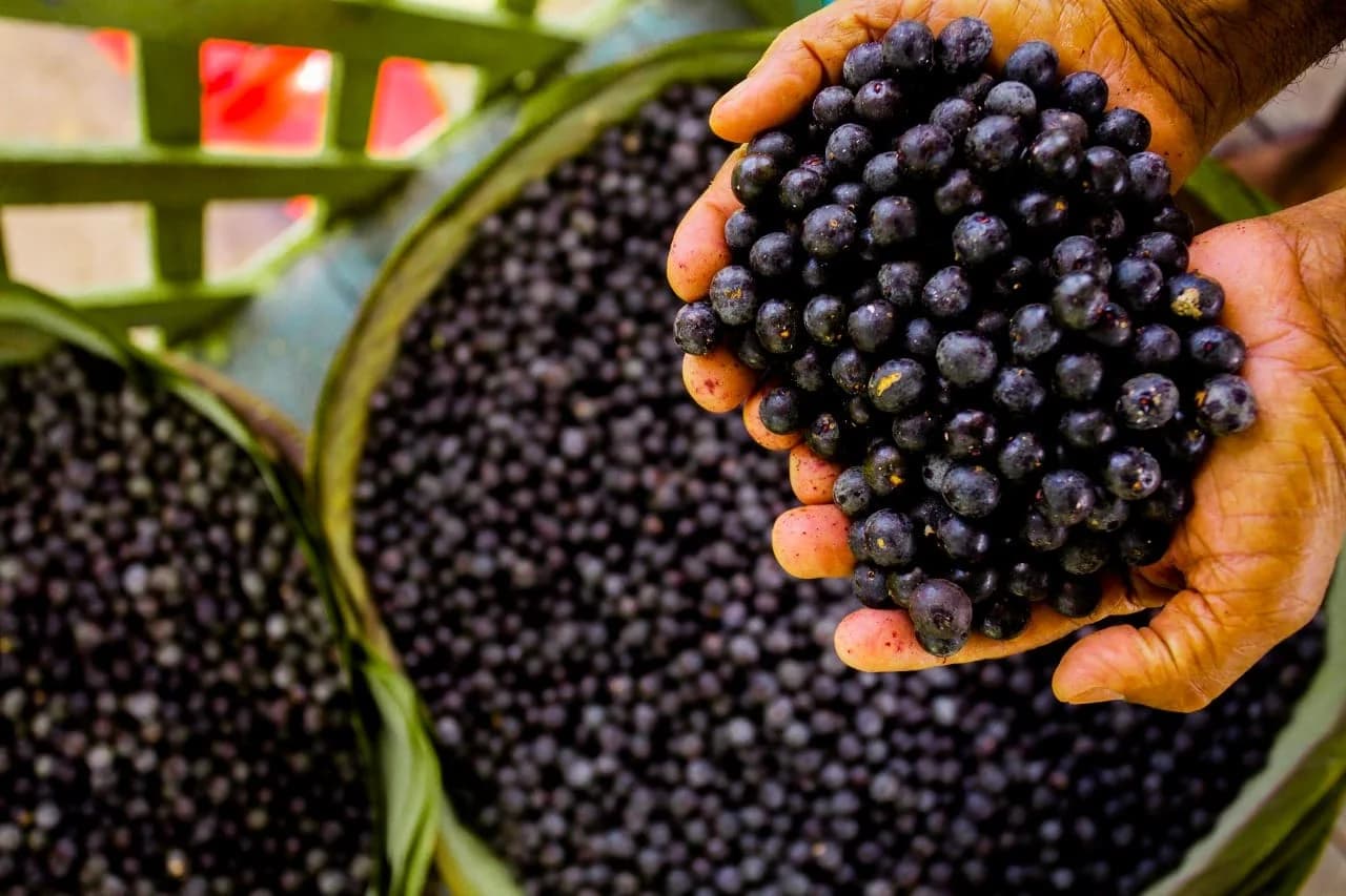 Além da fruta: empreendedores da Amazônia transformam açaí em macarrão e vinho; veja