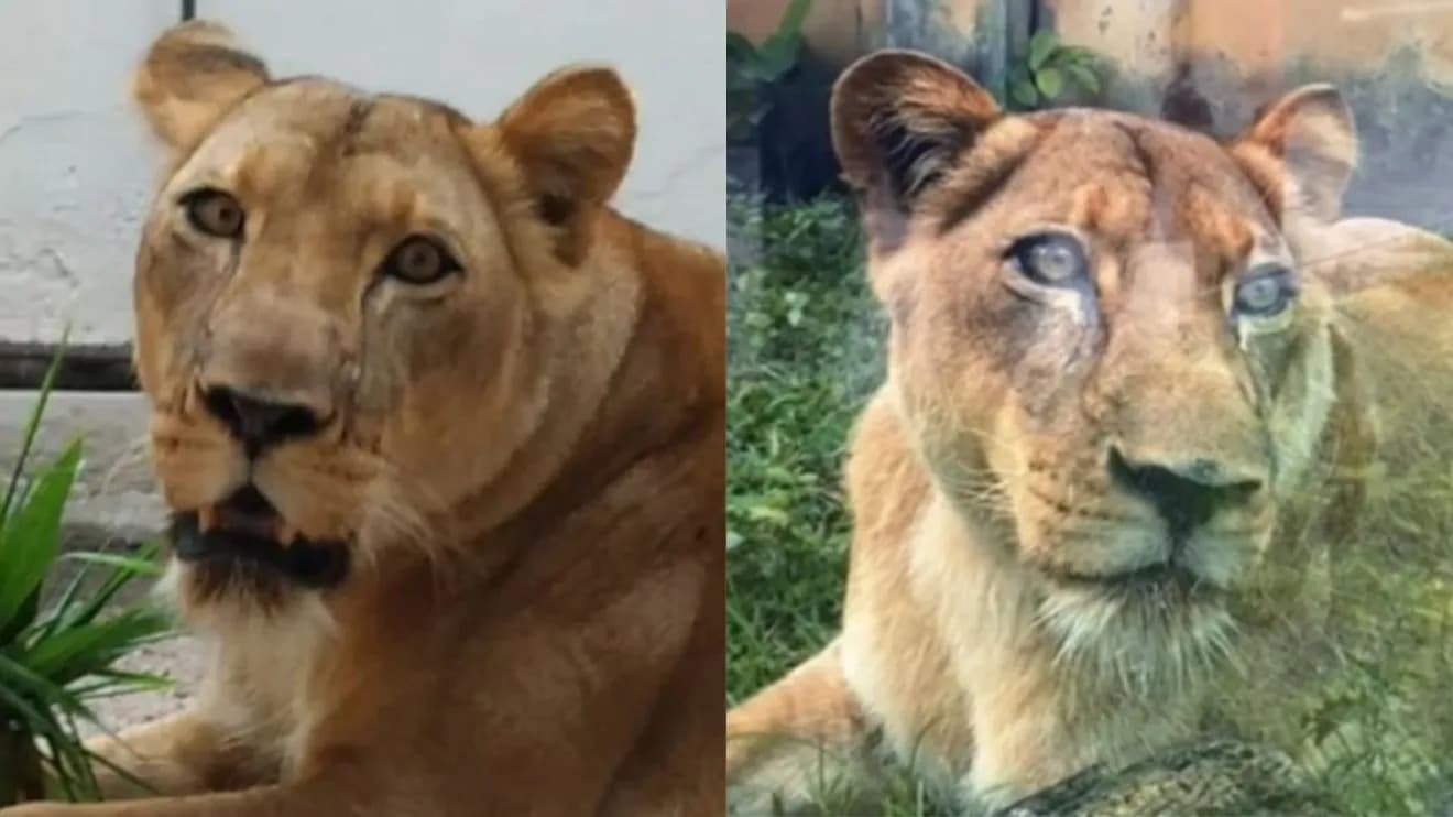 Zoológico onde rapaz foi morto por leoa é reaberto, com novas regras e câmeras com IA