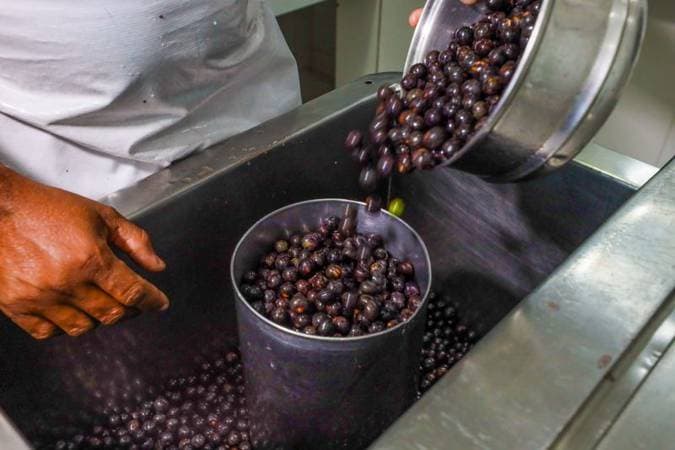 Açaí pode ajudar na memória e na longevidade, aponta livro sobre dieta amazônica