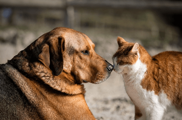 Protetores de animais podem ser reconhecidos por lei como serviço de utilidade pública