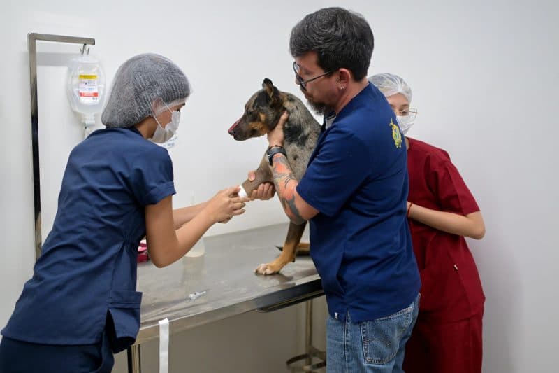 Cachorro é socorrido após ter focinho partido com golpe de terçado em Manaus