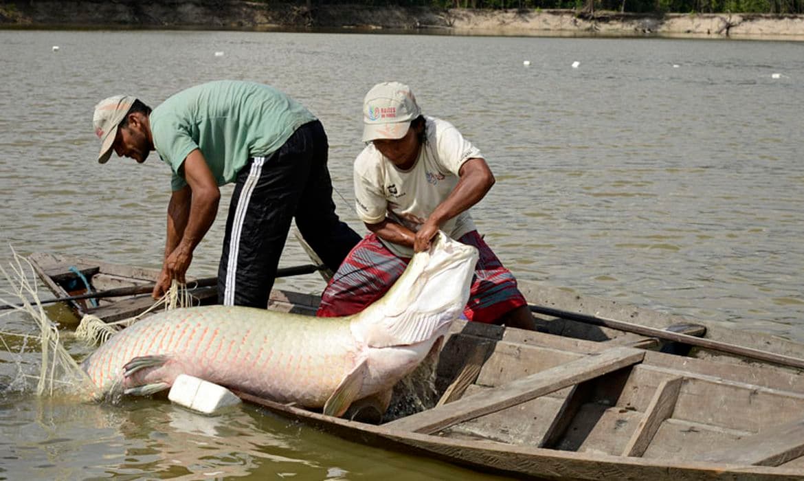 Pirarucu vira “invasor” fora da Amazônia e pesca é liberada sem limite no Brasil
