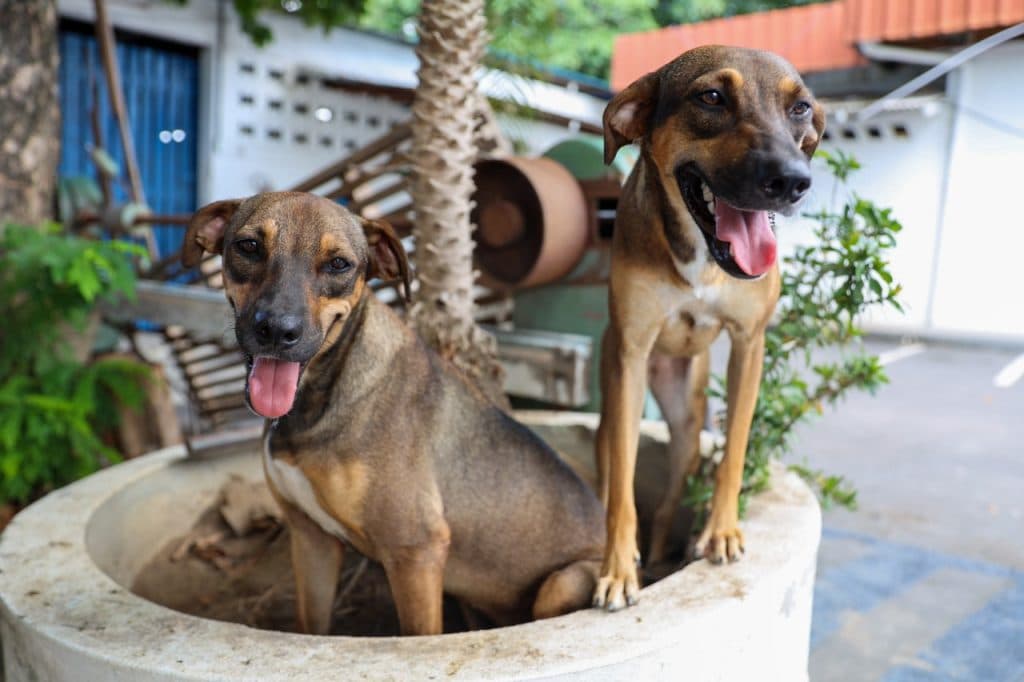 Ração gratuita: inscrições para programa voltado a tutores de pets são prorrogadas