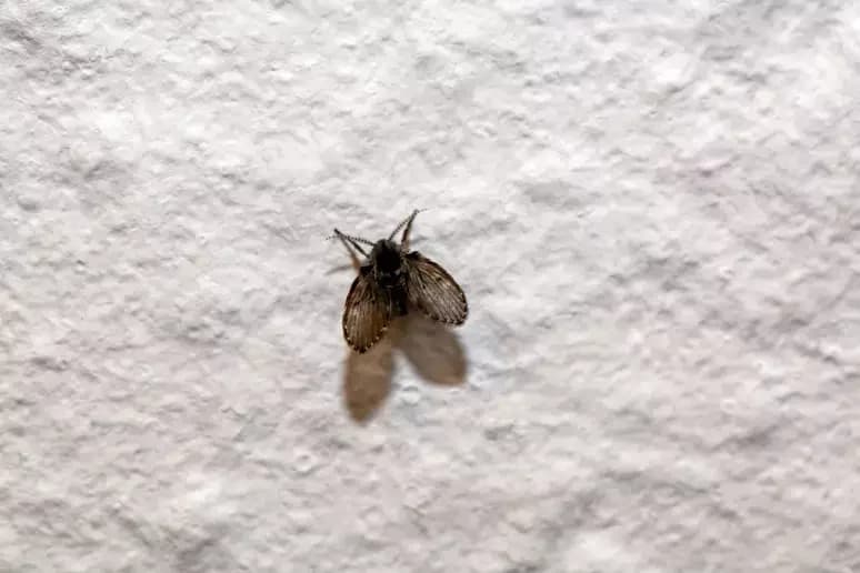 Você vê esses mosquitinhos no banheiro? Descubra o que eles estão tentando avisar