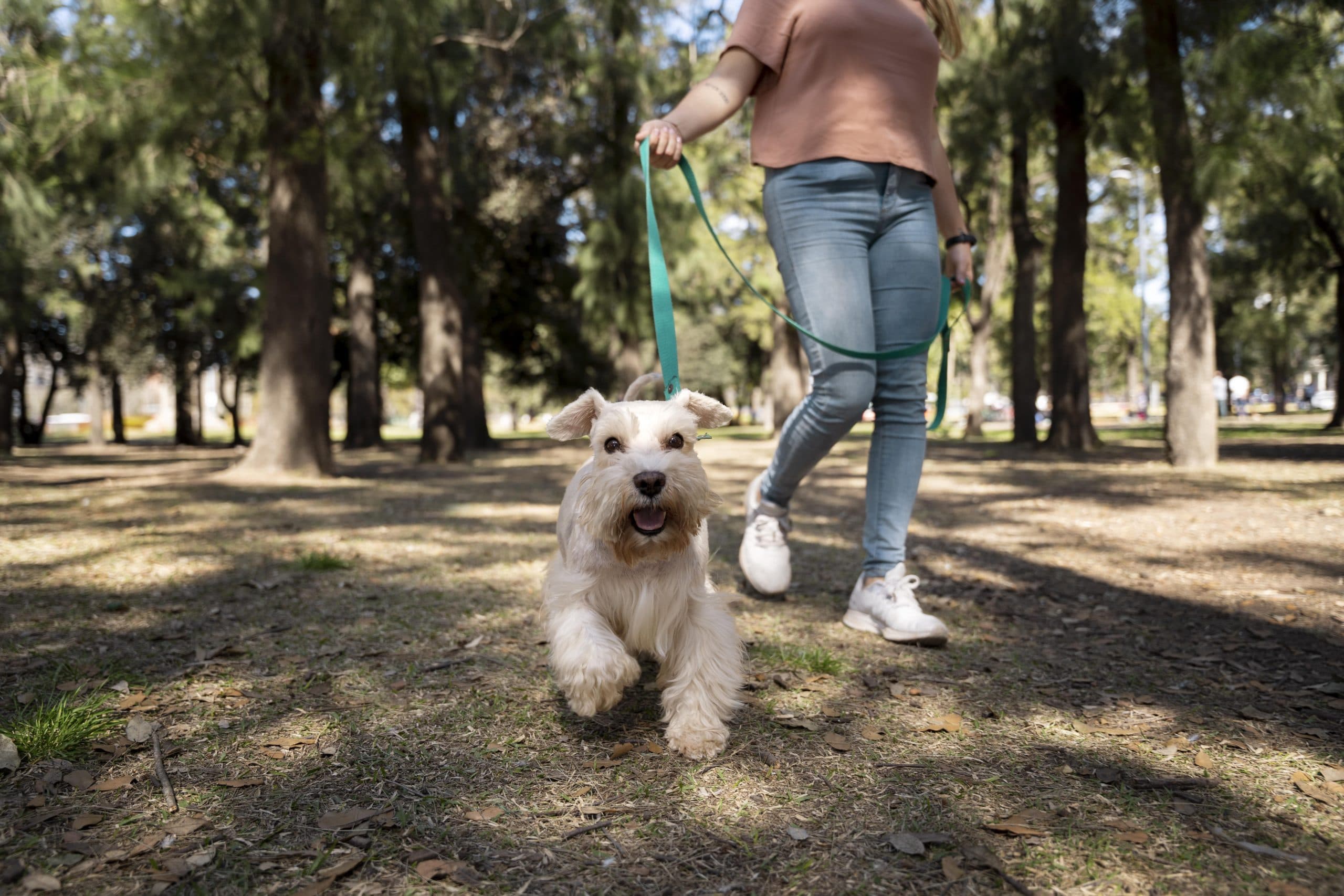 Companhia de pets pode reduzir risco de doenças cardíacas, diz estudo