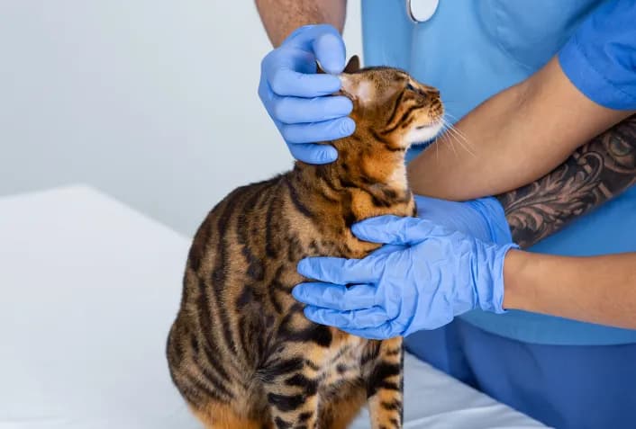 Terapia inovadora muda cenário da PIF e aumenta chances de cura em gatos