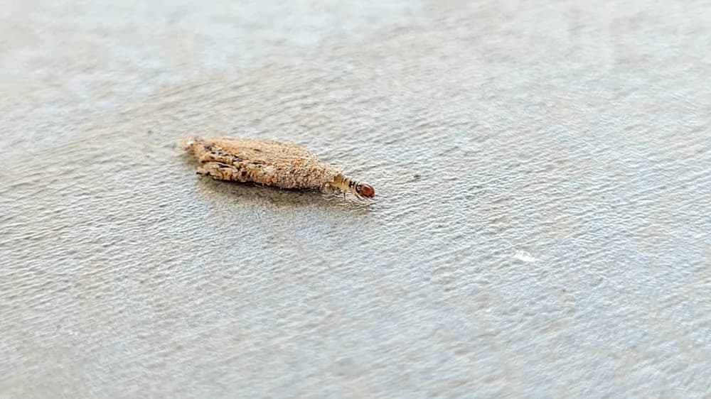 Pequenas e silenciosas, saiba por que as traças aparecem em casa e como evitar