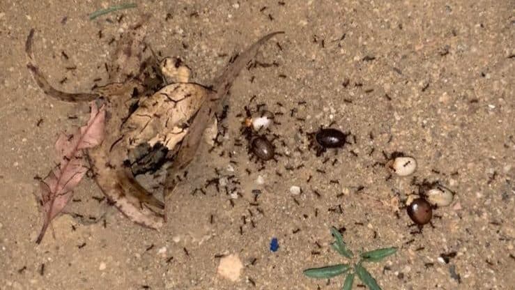Formigas assumem papel crucial na reconstrução da floresta, aponta estudo brasileiro