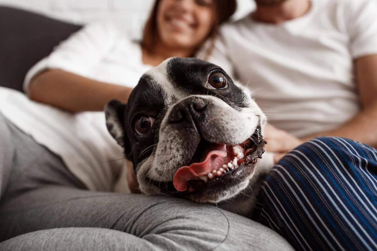 Pets no divórcio: nova lei muda as regras da guarda de animais no Brasil
