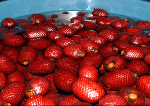 Da floresta à cozinha: buriti ganha usos diferentes na alimentação regional