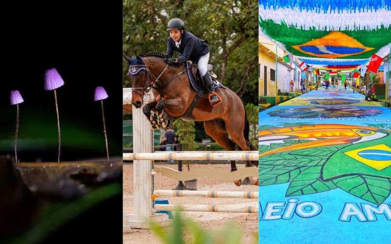 Manaus tem exposição sobre cogumelos, hipismo e festas da Copa no final de semana
