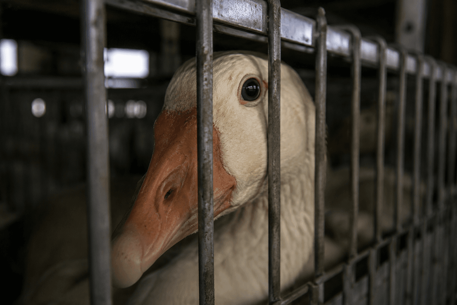 Brasil veta produção de foie gras por maus-tratos a animais