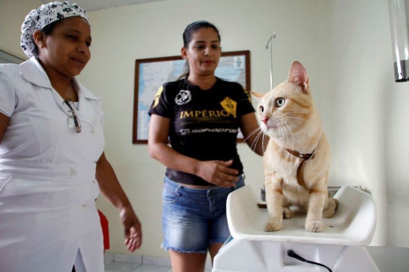 Imposto de Renda pode ficar mais barato para quem cuida de cães e gatos; entenda o projeto
