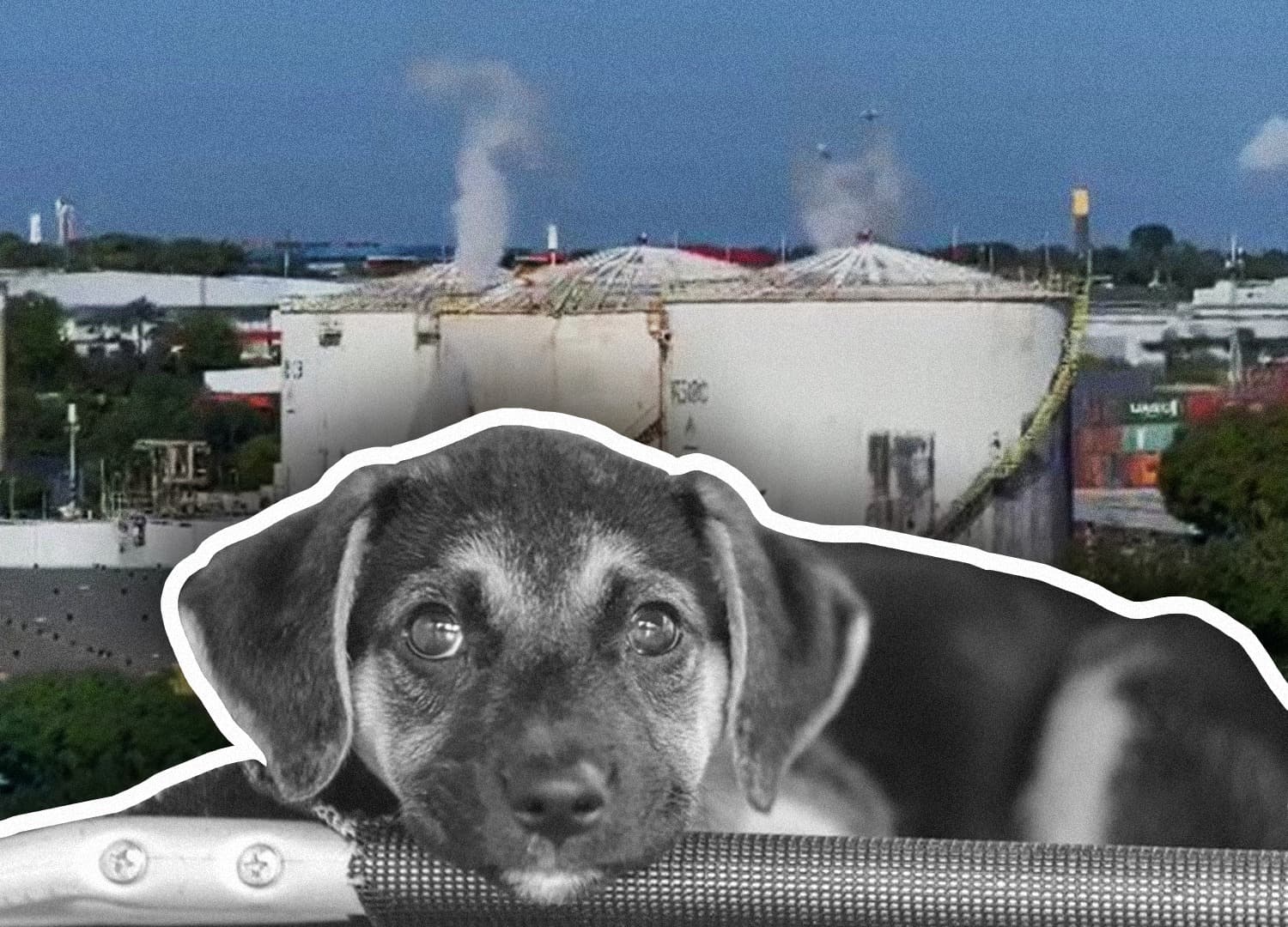 Vazamento de estireno em Manaus: risco a animais