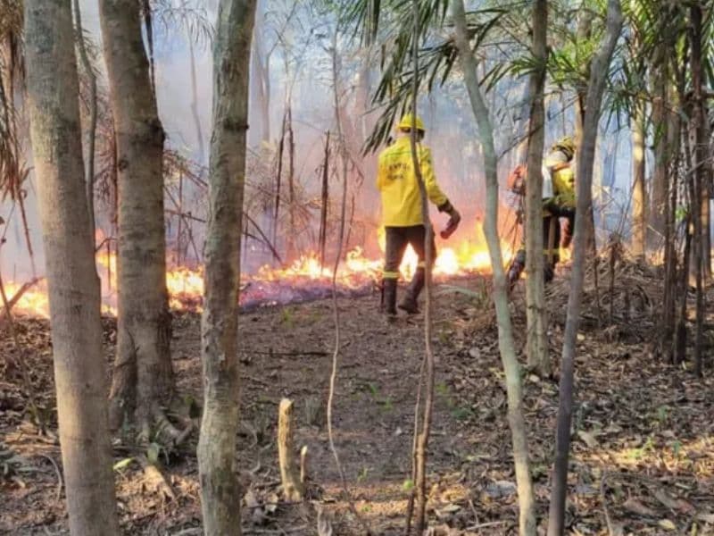 STF cobra plano da Funai para proteger terras indígenas do AM contra incêndios